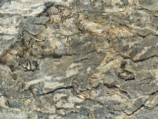 Close up of tree bark or wooden texture background