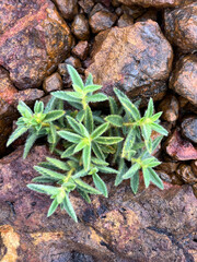 PLANTAS DO CERRADO, PLANTAS DO CERRADÃO, FRUTOS DO CERRADO,