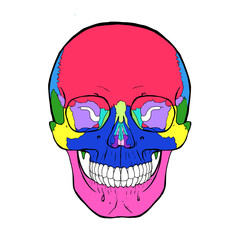 Color-Coded Human Skull Anatomy Diagram with Bone Labels