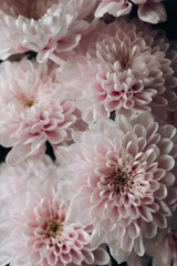 horse flowers vegetable
sea sun