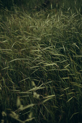 horse flowers vegetable
sea sun