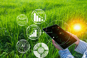 A farmer uses a tablet with a smart farming dashboard in a rice field idea for artificial intelligence,Future of farming,Smart farm management,IoT(Internet of Thing),AgriTech and innovation.