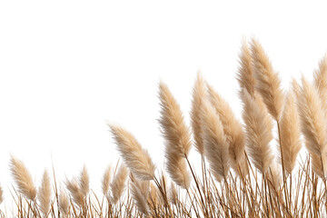 graceful Pampas grass gently blowing in the wind isolated on white background