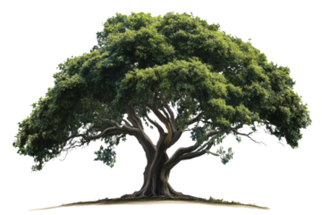 Majestic Tree in Nature's Embrace