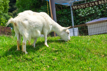 草を食べるヤギの後ろ姿 ― のどかな日常と牧場風景の一瞬｜Back View of a Goat Grazing — Peaceful Farm Scene and Everyday Rural Moment