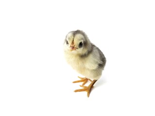 Grey baby chicken isolated on white background 