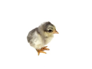 Grey baby chicken isolated on white backgroud 