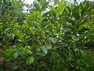 Fototapeta premium green tea leaves