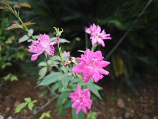 pink flowers in the garden