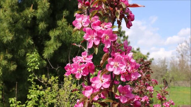 Flowering dwarf apple tree with pink flowers of the Kitayka Krasnomiasaya variety on a sunny spring day in the garden. Flowering fruit plants - horizontal video, close-up, bottom-up shot