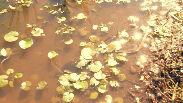 Larva of a predatory insect in a swampy pond. The water beetle (Dityscus) grub moves to another body of water due to drying out. Limnodium of North-Eastern Europe