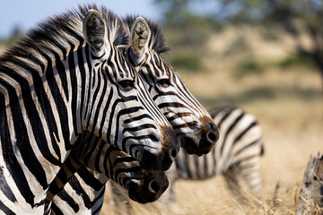 zebras all lined up and ready to go