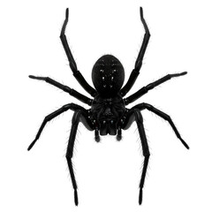 Black Spider CloseUp isolated on transparent baackground
