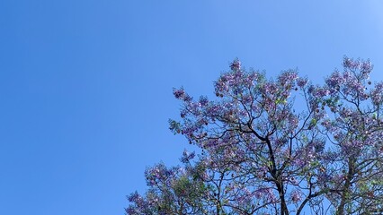 Jacaranda blossoms dance against azure skies, evoking Hanami's botanical reverie and springtime's...