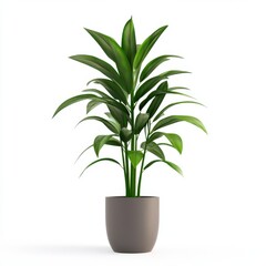 Vibrant Green Dracaena Houseplant in Gray Pot Against White Background