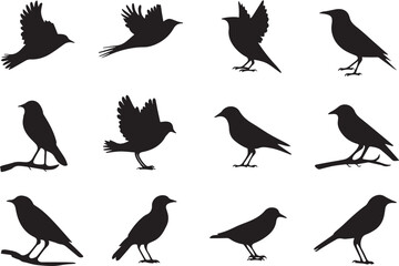 Collection of Bird Silhouettes Diverse Poses and Species Illustrations