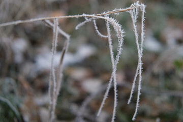 Frozen iced tree branches and leaves during foggy cold day. Macro closeup view. Icy twigs, grass...