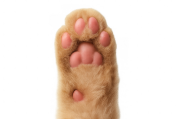 Ginger cat paw close-up revealing soft pink toe beans against transparent backdrop, highlighting furry texture and detail
