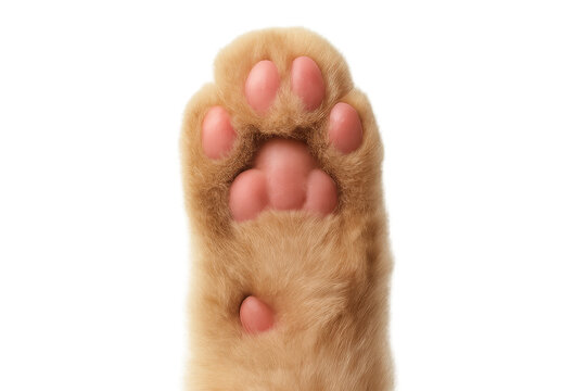 Ginger cat paw close-up revealing soft pink toe beans against transparent backdrop, highlighting furry texture and detail