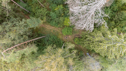Aerial View of Forest Path and Clearing
