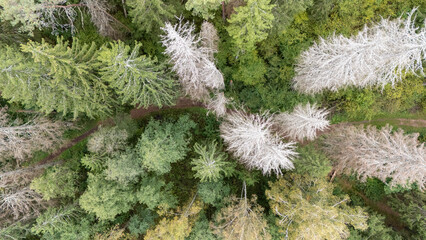 Aerial View of Forest with Seasonal Change
