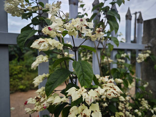 white flowers in the garden