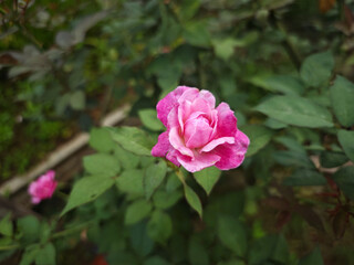 pink rose in garden