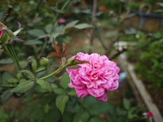 pink rose bush