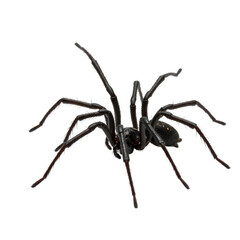 Nocturnal Hunter A CloseUp of a Black Tarantula isolated on transparent baackground