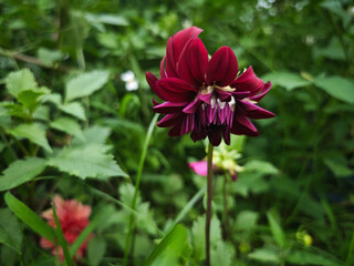 red and white flower