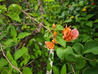 orange flowers