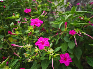 pink flowers in the garden