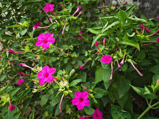 pink flowers in the garden