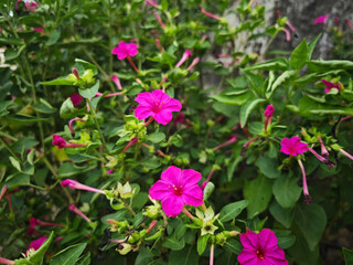 Fototapeta premium pink flowers in the garden