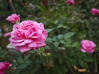 pink roses in garden