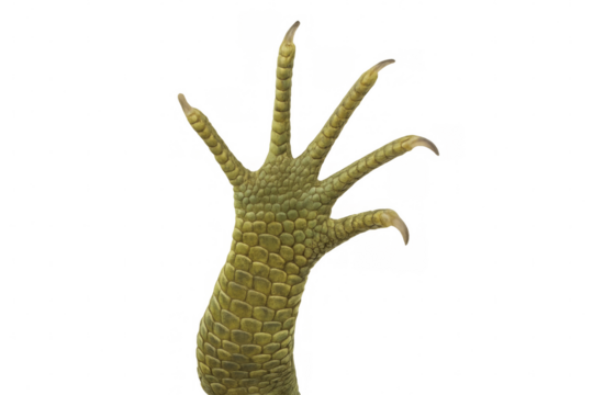 Iguana leg detail, sharp claws revealing intricate reptilian scales on clean neutral surface