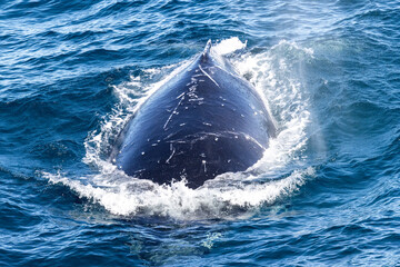 Fototapeta premium Humpback Whale surfacing head on to photographer