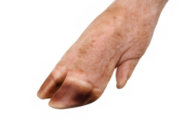 Pig trotter walking, transparent background, detailed close-up for graphic design