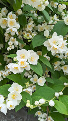 A close-up of a flowering jasmine bush. Jasmine essential oil is used as a natural antiseptic. It is added to ointments and creams.Tea from jasmine flowers increases immunity, tones, improves mood.