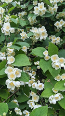 Lush white jasmine flowers (Jasminum) bloom among green leaves. Known for their beauty and fragrance, jasmine has also been used in traditional medicine for calming and therapeutic benefits.