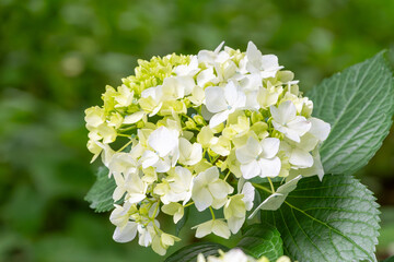 黄緑と白のグラデーションが美しい紫陽花のクローズアップ