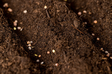planting radish seeds in soil with peat, a plot of land mixed with peat in which radish seeds are planted