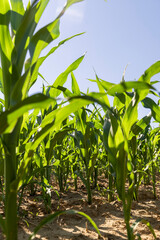 planted in rows, a large agricultural field with a future corn harvest during corn blooming, summer weather with blue sky
