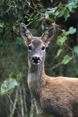 deer in the garden 