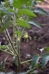 Tomato seedlings with flowers growing in the soil in summer. Tomato sprouts growing in the ground outdoors. Concept of the farming and gardening. Vegetable garden in Italy, Sicily.  