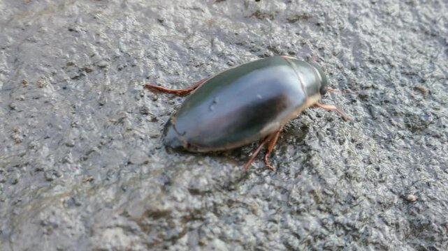Possibly Great diving beetle (Dytiscus marginalis) in shallow water (dry spell). North Europe lake