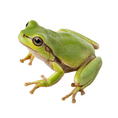 Obraz premium European green tree frog sitting isolated on white or transparent background 