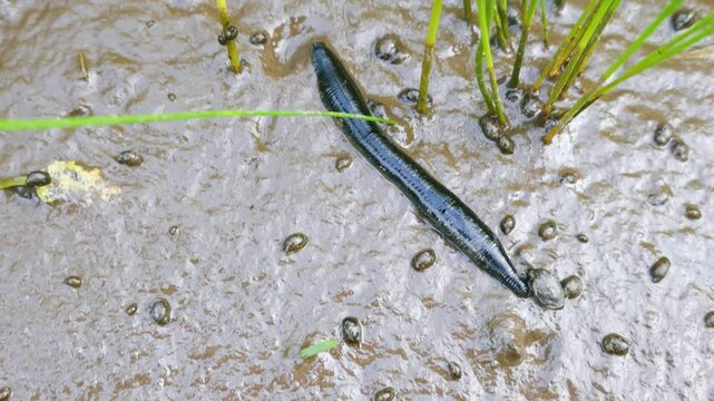 Helium. The leech hunts snails in the coastal mud. Horseleech (Haemopsis gulo) finds river snail (Viviparus), stabs it in the shell and sucks it alive.