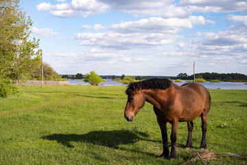 horse in the field