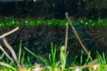 Unusual artistic image. Mysterious world. Reflection of grass in black mirror surface.Iillusion of Loch underwater. Band of highlights (colored circles) decorates picture. Floral design